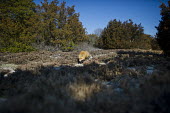 A red fox stalks along a path in the sand dunes of southern New Jersey on a bright sunny day Island Beach State Park,brown,fox,fur,furry,red,red fox,white,winter,Red fox,Vulpes vulpes,Chordates,Chordata,Mammalia,Mammals,Carnivores,Carnivora,Dog, Coyote, Wolf, Fox,Canidae,Renard Roux,Zorro Roj