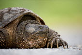 A close up portrait of a Common snapping turtle Portrait,brown,claws,close,eye,green,natural,reptile,snapping turtle,turtle,Common snapping turtle,Chelydra serpentina,Snapping Turtles,Chelydridae,Reptilia,Reptiles,Chordates,Chordata,Turtles,Testudi