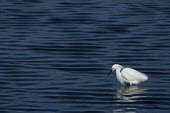 A bright white snowy egret stands in shallow water surrounded by small waves blue,Snowy egret,egret,bird,birds,bright,dark,feeding,fishing,pattern,reflection,space,sunny,water,waves,white,Egretta thula,Snowy Egret,Herons, Bitterns,Ardeidae,Chordates,Chordata,Aves,Birds,Ciconii