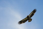 A juvenile bald eagle soars overhead with its wings stretched out against a soft blue sky Bald eagle,eagle,eagles,raptor,bird of prey,blue,blue Sky,brown,clouds,feathers,flying,juvenile,pattern,soaring,sunny,white,wings,Haliaeetus leucocephalus,Accipitridae,Hawks, Eagles, Kites, Harriers,F