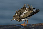 A ruddy turnstone shakes out its feathers and looks fluffed up on a sunny day blue,Ruddy turnstone,shorebird,bird,birds,coast,coastal,sandpiper,action,brown,feathers,feet,fluffed,funny,legs,movement,orange,pattern,ruffled,shake,smooth background,standing,sunny,white,wind,Arenar
