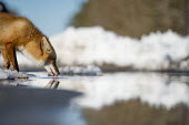 A red fox stops to take a drink on a bright sunny winter day blue,Island Beach State Park,cold,drinking,fox,fur,orange,red fox,reflection,snow,water,white,winter,Red fox,Vulpes vulpes,Chordates,Chordata,Mammalia,Mammals,Carnivores,Carnivora,Dog, Coyote, Wolf, F