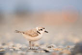 A small cute snowy plover stands on a shell covered beach plover,bird,birds,shorebird,Snowy Plover,beach,cute,dawn,early,morning,sand,shells,small,sunlight,sunrise,tan,tiny,warm,white,white brown,Snowy plover,Charadrius nivosus,Aves,Birds,Chordates,Chordata,