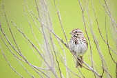 Song sparrow Song Sparrow,sparrow,bird,birds,Animalia,Chordata,Aves,Passeriformes,Passerellidae,Melospiza melodia,branches,brown,bush,green,overcast,overcast light,perched,soft light,sticks,white,BIRDS,New Jersey,