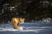 A red fox turns back to look at the camera in the snow on a sunny winter day Island Beach State Park,cold,fox,fur,orange,red fox,snow,white,winter,Red fox,Vulpes vulpes,Chordates,Chordata,Mammalia,Mammals,Carnivores,Carnivora,Dog, Coyote, Wolf, Fox,Canidae,Renard Roux,Zorro Ro