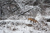 A red fox walks along a fallen tree in an early spring snow in Southern New Jersey Snowy Egret,black,brown,fur,red,red fox,scenic,snow,snowing,trees,walking,white,winter,Red fox,Vulpes vulpes,Chordates,Chordata,Mammalia,Mammals,Carnivores,Carnivora,Dog, Coyote, Wolf, Fox,Canidae,Ren