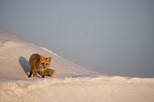 A red fox looks at the camera as the late evening sun shines on it while it stands in deep snow blue Sky,cold,evening,fox,fur,orange,red,red fox,snow,sunlight,walking,white,winter,Red fox,Vulpes vulpes,Chordates,Chordata,Mammalia,Mammals,Carnivores,Carnivora,Dog, Coyote, Wolf, Fox,Canidae,Renard