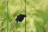 A red-winged Blackbird hangs from wild rice plants on a sunny day with a green background Red-Winged Blackbird,blackbird,bird,birds,clinging,green,hanging,perched,plant,sunny,Agelaius phoeniceus,Red-winged blackbird,Chordates,Chordata,Aves,Birds,Perching Birds,Passeriformes,Blackbirds,Icte