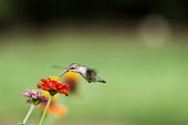 A female ruby-throated hummingbird feeds on a Zinnia flower hummingbird,Ruby-throated hummingbird,bird,birds,fast,feeding,female,flying,green,hovering,motion,movement,orange,red,smooth background,soft light,white,wings,zinnia,Archilochus colubris,Hummingbirds,