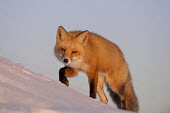 A red fox stalks through the snow as the setting sun shines on its beautiful fur Island Beach State Park,cold,fox,fur,orange,red fox,snow,walking,white,winter,Red fox,Vulpes vulpes,Chordates,Chordata,Mammalia,Mammals,Carnivores,Carnivora,Dog, Coyote, Wolf, Fox,Canidae,Renard Roux,