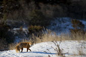 A red fox stands in snow on the top of a beach sand dune with tall brown grasses around it cold,fox,fur,grasses,orange,red fox,scenic,snow,sunny,walking,white,winter,Red fox,Vulpes vulpes,Chordates,Chordata,Mammalia,Mammals,Carnivores,Carnivora,Dog, Coyote, Wolf, Fox,Canidae,Renard Roux,Zor
