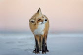 A red fox turns its head to the side as it stands on the beach in the soft dusk light Island Beach State Park,cold,dusk,fox,fur,orange,red fox,white,winter,Red fox,Vulpes vulpes,Chordates,Chordata,Mammalia,Mammals,Carnivores,Carnivora,Dog, Coyote, Wolf, Fox,Canidae,Renard Roux,Zorro Ro