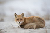 A red fox lays down on a sandy beach in the warm evening light Island Beach State Park,cold,dusk,fox,fur,laying,orange,red fox,white,winter,Red fox,Vulpes vulpes,Chordates,Chordata,Mammalia,Mammals,Carnivores,Carnivora,Dog, Coyote, Wolf, Fox,Canidae,Renard Roux,Z