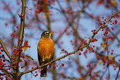 An American robin perches on a branch full of red berries as the early morning sun shines on American Robin,blue Sky,robin,berries,colourful,early,morning,perched,red,sunlight,sunny,tree,bird,birds,Turdus migratorius,Perching Birds,Passeriformes,Chordates,Chordata,Turdidae,Thrushes,Aves,Birds