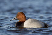 A hybrid of a redhead and Canvasback duck swims on a cold river on a bright sunny winter afternoon blue,Canvasback,Redhead,Waterfowl,brown,duck,grey,hybrid,orange,red,sunny,water,water level,white,bird,birds,Aythya valisineria,Ducks, Geese, Swans,Anatidae,Chordates,Chordata,Aves,Birds,Anseriformes,