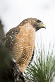 A red-shouldered hawk perches in a pine tree with a solid white background in soft overcast light Red-shouldered hawk,hawk,bird of prey,raptor,bird,birds,brown,eye,green,overcast,perched,pine,pine tree,red,rust colour,soft light,white,Red-shouldered Hawk Portrait,Buteo lineatus,Falconiformes,Hawks