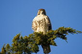 A red-tailed hawk stares directly at the camera while perched on a green branch with a bright blue sky background blue,blue Sky,Red-tailed hawk,hawk,bird of prey,raptor,bird,birds,bright,brown,early,eyes,green,juniper,morning,perched,stare,sunlight,sunny,white,Buteo jamaicensis,Falconiformes,Hawks Eagles Falcons