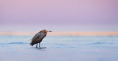 A reddish Egret stands in shallow water at dawn with pink and purple colours in the background sky Reddish Egret,cyan,dawn,early,morning,pink,purple,red,turquoise,water,water level,Egretta rufescens,Reddish egret,Chordates,Chordata,Herons, Bitterns,Ardeidae,Aves,Birds,Ciconiiformes,Herons Ibises St