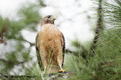 A red-shouldered hawk sits perched in a pine tree Red-shouldered hawk,hawk,bird of prey,raptor,bird,birds,alert,brown,green,orange,overcast,perched,pine needles,pine tree,red,soft light,white,Buteo lineatus,Falconiformes,Hawks Eagles Falcons Kestrel,