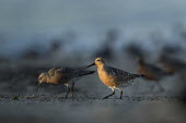 A red knot stands out on the beach with a small spotlight of morning sun lighting up the bird blue,Delaware Bay,New Jersey,Red Knot,sandpiper,beach,brown,cool coloured,early,morning,orange,sand,shadows,spotlight,spring,sun,sunlight,Red knot,Calidris canutus,Chordates,Chordata,Ciconiiformes,Her
