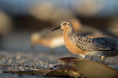 A red knot stands on the beach behind a flipped over horseshoe Crab in the early morning sunlight blue,Red Knot,sandpiper,beach,brown,early,horseshoe crab,morning,orange,sand,sunlight,white,Red knot,Calidris canutus,Chordates,Chordata,Ciconiiformes,Herons Ibises Storks and Vultures,Aves,Birds,Char
