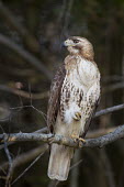 A red-tailed hawk sits on a branch with one foot raised in very soft flattering light Red-tailed hawk,hawk,bird of prey,raptor,bird,birds,brown,feet,perched,tree,white,Buteo jamaicensis,Falconiformes,Hawks Eagles Falcons Kestrel,Aves,Birds,Chordates,Chordata,Ciconiiformes,Herons Ibises