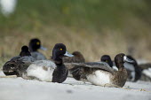 A small flock of lesser scaup ducks rest on a sandy beach in the soft sunlight with a green grassy background bird,birds,duck,ducks,scaup,Lesser Scaup,Waterfowl,beach,brown,drake,eye,female,grass,grey,green,hen,male,resting,sand,sitting,soft light,sunny,white,Lesser scaup,Aythya affinis,Aves,Birds,Chordates,C