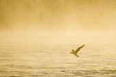A ring-billed gull flies just over the water as the morning fog glows yellow and orange in the early morning sun Ring-billed gull,gull,bird,birds,seabird,Animalia,Chordata,Aves,Charadriiformes,Laridae,Larus delawarensis,Silhouette,brown,feet,flying,fog,foggy,morning,orange,sunny,water,white,wings,BIRDS,Ring-Bill