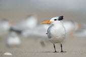 A royal tern stands on a sandy beach with a flock of other terns in the background on a sunny day tern,seabirds,bird,birds,gull,beach,bright,feathers,flock,grey,orange,sand,sandy,standing,sunny,white,Royal tern,Sterna maxima,Charadriiformes,Shorebirds and Terns,Laridae,Gulls, Terns,Chordates,Chord