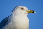 A close portrait of a ring-billed gull on a sunny day with a bright blue sky background blue,blue Sky,Portrait,Ring-billed gull,gull,bird,birds,seabird,Animalia,Chordata,Aves,Charadriiformes,Laridae,Larus delawarensis,bill,close,close-up,eye,feathers,grey,orange,sunny,white,BIRDS,Blue,Bl