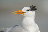 A royal tern close up portrait with the bird's bill open taken on a beach with soft sunlight Portrait,tern,seabirds,bird,birds,gull,beach,close,grey,orange,soft light,sunny,white,Royal tern,Sterna maxima,Charadriiformes,Shorebirds and Terns,Laridae,Gulls, Terns,Chordates,Chordata,Aves,Birds,C