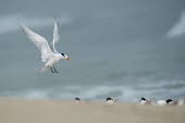 A royal tern flaps its wings just before landing on a beach with a flock of other terns on a foggy morning blue,tern,seabirds,bird,birds,gull,beach,feet,flapping,flock,flying,foggy,grey,heads,landing,ocean,orange,sand,soft light,water,white,wings,Royal tern,Sterna maxima,Charadriiformes,Shorebirds and Tern