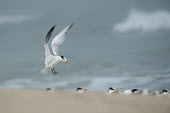 A royal tern flares its wings just before landing on a beach with a flock of other terns on a foggy morning blue,tern,seabirds,bird,birds,gull,beach,feet,flare,flock,flying,foggy,grey,heads,landing,ocean,orange,sand,soft light,water,white,wings,Royal tern,Sterna maxima,Charadriiformes,Shorebirds and Terns,L