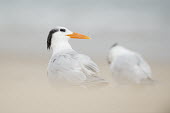 A royal tern stands on a beach with a smooth foreground and background in soft overcast light beach,bill,grey,orange,overcast,sand,smooth background,soft foreground,soft light,Royal tern,Sterna maxima,Charadriiformes,Shorebirds and Terns,Laridae,Gulls, Terns,Chordates,Chordata,Aves,Birds,Cicon