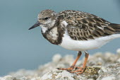 A close up portrait of a ruddy turnstone on a jetty in soft overcast light blue,Portrait,Ruddy turnstone,shorebird,bird,birds,coast,coastal,sandpiper,brown,feathers,grey,jetty,orange,overcast,pattern,rock,smooth background,soft light,texture,white,Arenaria interpres,Sandpipe