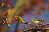 A tiny ruby-crowned Kinglet perches on a branch in a tree full of bright red berries on a sunny fall morning blue,kinglet,Ruby-crowned Kinglet,berries,bright,brown,colourful,cute,fall,autumn,green,morning,perched,red,small,sunny,tiny,white,Ruby-crowned kinglet,Regulus calendula,Regulidae,Kinglets,Perching Bi