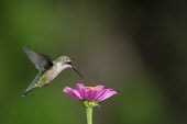 A female ruby-throated hummingbird hovers over this bright pink Zinnia flower while feeding hummingbird,Ruby-throated hummingbird,bird,birds,fast,feeding,female,flower,flying,green,hovering,motion,movement,pink,soft light,white,wings,zinnia,Archilochus colubris,Hummingbirds,Trochilidae,Aves,