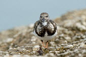A ruddy turnstone head on while standing on a light rock jetty in soft overcast light Portrait,Ruddy turnstone,shorebird,bird,birds,coast,coastal,sandpiper,brown,feathers,grey,jetty,orange,overcast,pattern,rock,smooth background,soft light,texture,white,Arenaria interpres,Sandpipers, P