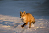A red fox runs through the snow as the setting sun shines on its orange fur blue,Island Beach State Park,cold,fox,fur,orange,red fox,running,snow,white,winter,Red fox,Vulpes vulpes,Chordates,Chordata,Mammalia,Mammals,Carnivores,Carnivora,Dog, Coyote, Wolf, Fox,Canidae,Renard