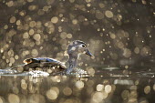 A female wood duck floats on the water as a splash of was surrounds her and sparkles in the early morning sunlight glow Waterfowl,Wood Duck,bokeh,brown,duck,female,floating,golden,hen,morning,purple,sparkle,splash,sun,swimming,water drop,water level,white,Wood duck,Aix sponsa,Chordates,Chordata,Aves,Birds,Anseriformes,