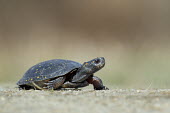 A spotted turtle walks across a sandy road on a bright sunny day turtle,orange,reptile,spots,walking,freshwater,Spotted turtle,Clemmys guttata,Chordates,Chordata,Pond Turtles,Emydidae,Reptilia,Reptiles,Turtles,Testudines,Clemmys,Wetlands,Terrestrial,North America,g