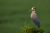 An adult yellow-crowned Night heron stands on top of a pine tree early,grey,green,morning,orange,perched,spotlight,sunlight,tree,Yellow-crowned night-heron,Nyctanassa violacea,Yellow-crowned Night-Heron,Aves,Birds,Chordates,Chordata,Ciconiiformes,Herons Ibises Stor
