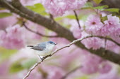 A blue-gray gnatcatcher sits perched on a branch in front of a soft pink background of cherry blossom trees in spring blue,blue-Gray Gnatcatcher,Cherry Blossom,flowers,grey,green,overcast,pastel,perched,pink,soft light,stick,white,Animalia,Chordata,Aves,Passeriformes,Polioptilidae,Polioptila caerulea,Blue-grey gnatca
