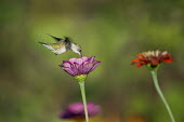A ruby-throated hummingbird feeds on a Zinnia flower on a sunny summer morning hummingbird,Ruby-throated hummingbird,bird,birds,Summer,bright,cheerful,colourful,cute,flower,flying,green,hovering,orange,pink,red,small,sunny,tiny,white,zinnia,Archilochus colubris,Hummingbirds,Troc