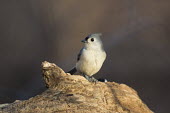 A tufted titmouse perches on a dead tree log in the early morning sunlight Tufted Titmouse,brown,early,feeder,grey,morning,perched,seed,sunlight,tree,white,Baeolophus bicolor,Tufted titmouse,Perching Birds,Passeriformes,Chickadees, Titmice,Paridae,Aves,Birds,Chordates,Chorda