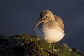 A dunlin stands on a seaweed covered rock at first light on a sunny morning shorebird,bird,birds,brown,close,early,green,jetty,morning,perched,rock,standing,sunlight,sunrise,white,winter,Dunlin,Calidris alpina,Chordates,Chordata,Aves,Birds,Charadriiformes,Shorebirds and Terns