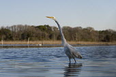 A great egret stalks the shallow water with a spotlight of sun on its head with a scenic background blue sky,egret,bird,birds,wader,scenic,shade,shallow,spotlight,stalking,sunny,trees,wading,water,water level,white,wide angle,Great egret,Casmerodius albus,Ciconiiformes,Herons Ibises Storks and Vultu