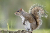 A grey squirrel stands on its hind legs in soft light with its tail curled back and a smooth green background brown,cute,ears,feet,fur,furry,grey,gray squirrel,green,paws,standing,tail,tame,white,Grey squirrel,Sciurus carolinensis,Rodents,Rodentia,Squirrels, Chipmunks, Marmots, Prairie Dogs,Sciuridae,Chordate