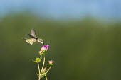 A female ruby-throated hummingbird feeds on a bright pink flower blue Sky,hummingbird,Ruby-throated hummingbird,bird,birds,bright,feeding,feet,female,flower,flying,green,hovering,motion,motion blur,movement,pink,sunny,white,wings,Archilochus colubris,Hummingbirds,T