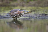 A green heron very intently stalks its prey in the shallow water along the edge of a small pond Green Heron,brown,eye,fishing,green,overcast,reflection,stalking,water level,white,Butorides virescens,Green heron,Chordates,Chordata,Herons, Bitterns,Ardeidae,Ciconiiformes,Herons Ibises Storks and V